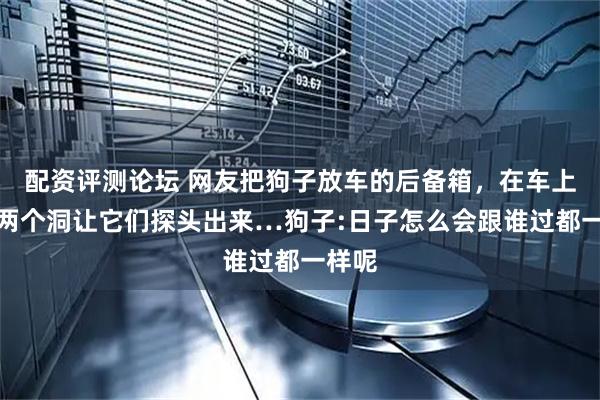 配资评测论坛 网友把狗子放车的后备箱，在车上打了两个洞让它们探头出来…狗子:日子怎么会跟谁过都一样呢
